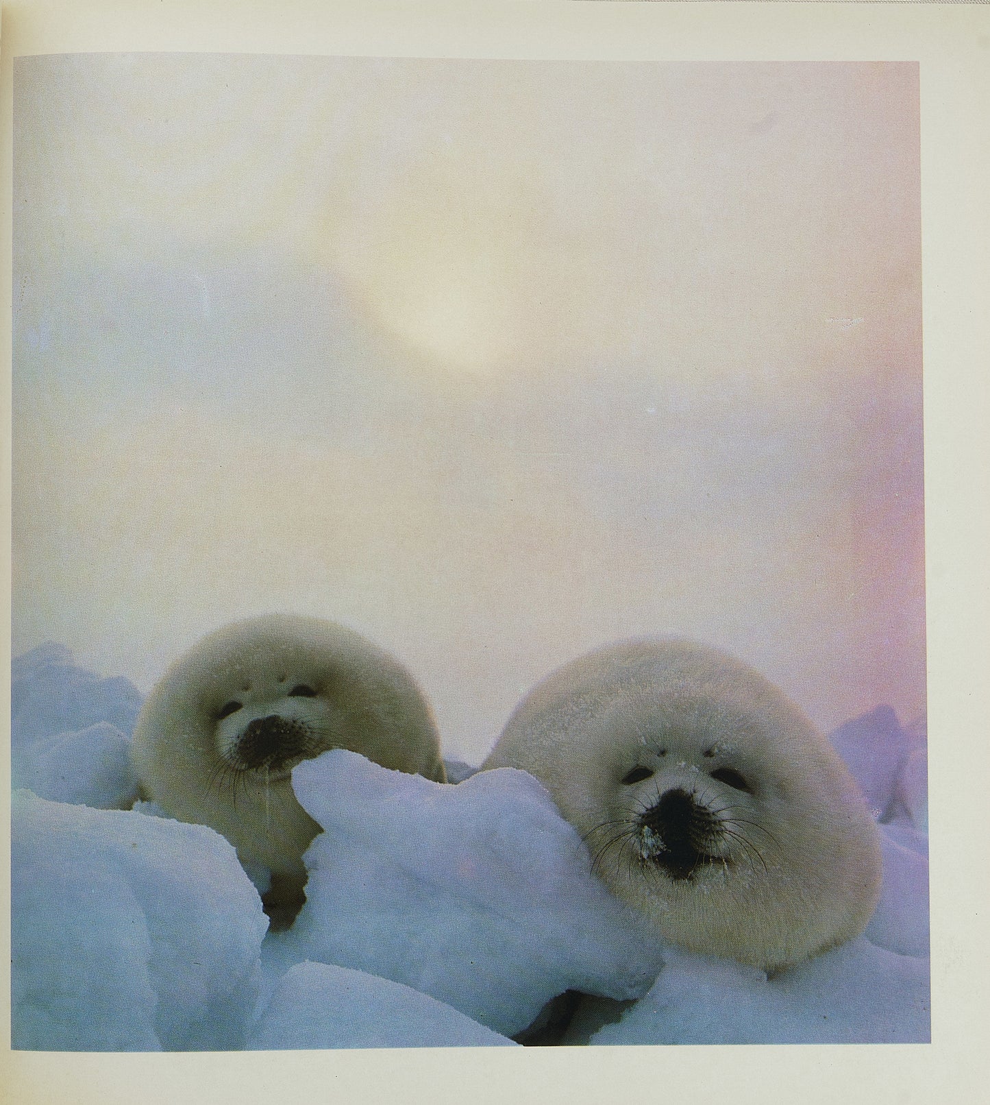 The Two Poles. Russian polar exploration photobook.