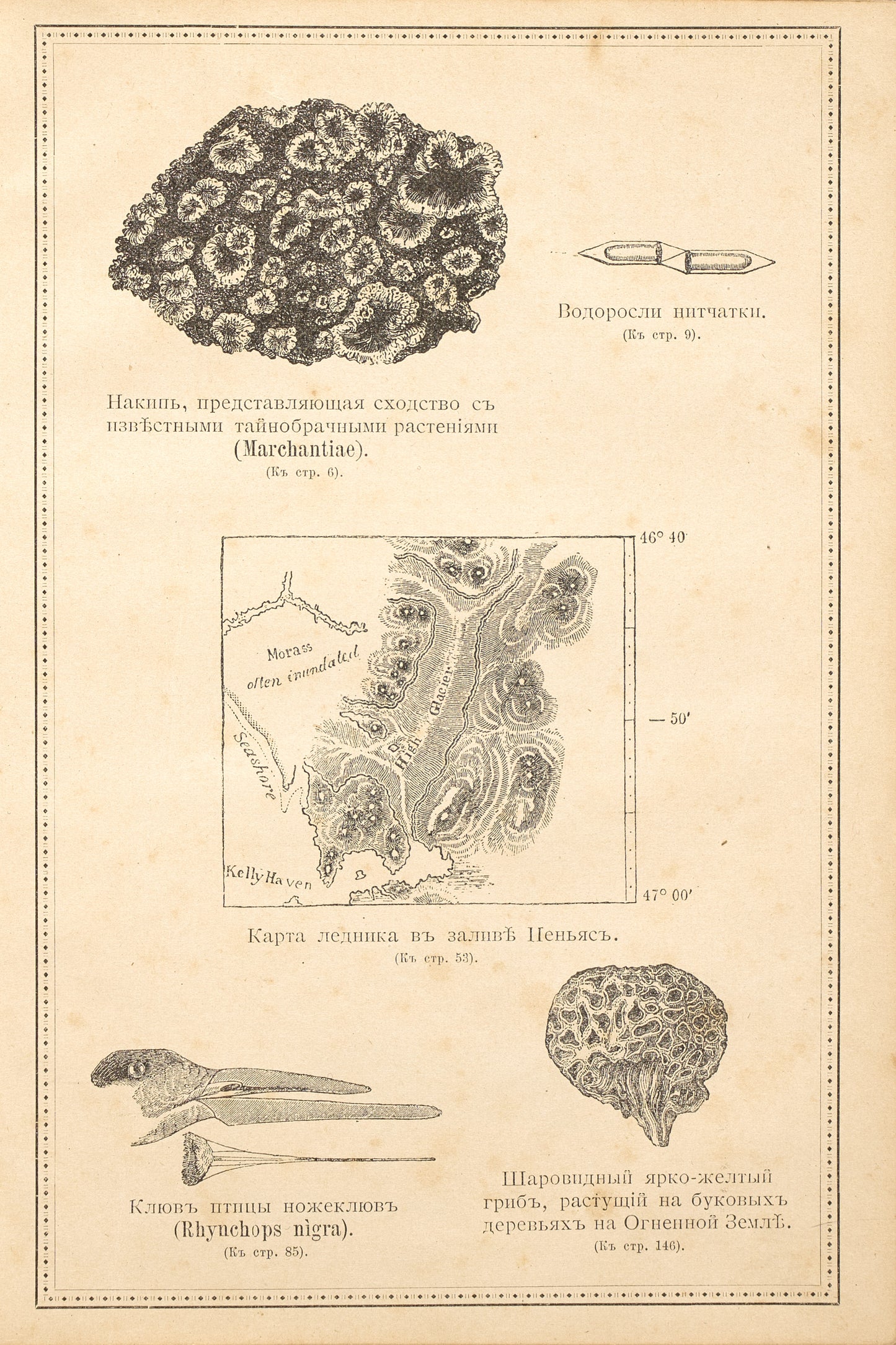 On the Origin of Species by Means of Natural Selection. First edition of Timiryazev's translation.